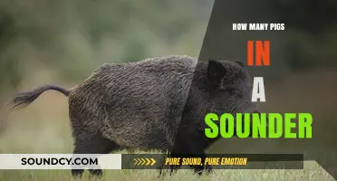 Understanding Sounder Size: How Many Pigs Typically Live Together?