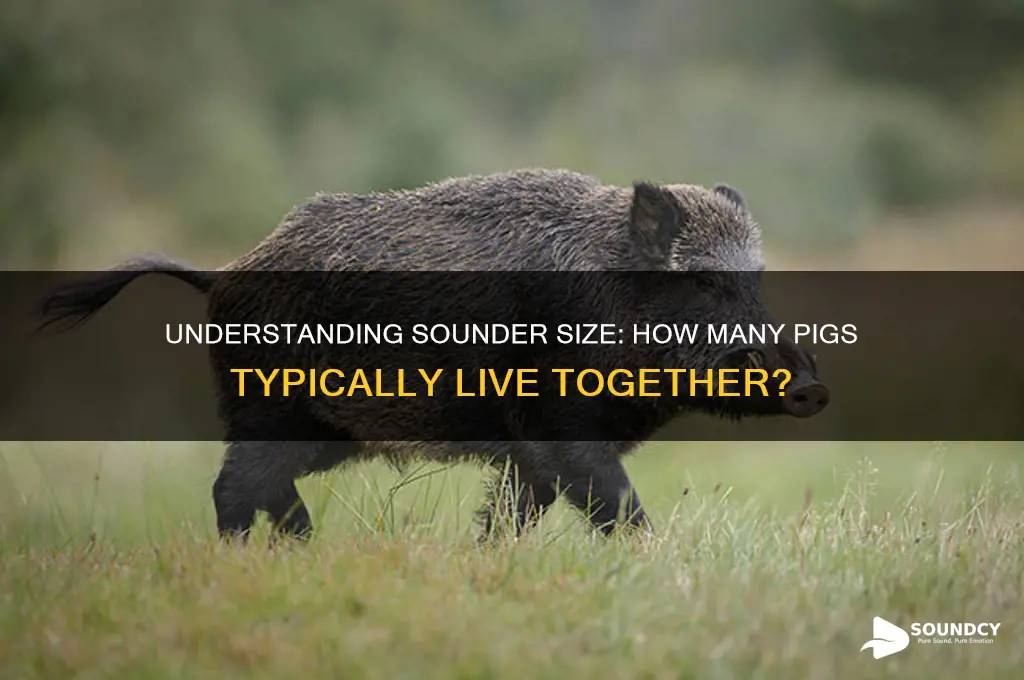 how many pigs in a sounder