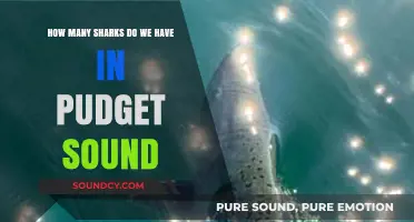Exploring Puget Sound's Shark Population: Species, Numbers, and Facts