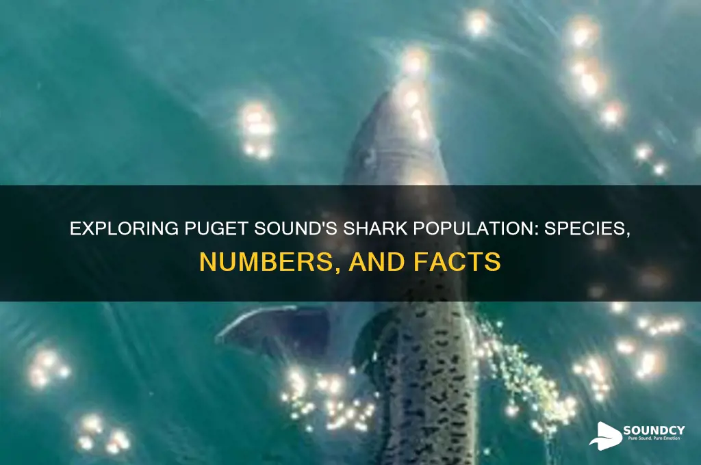 how many sharks do we have in pudget sound