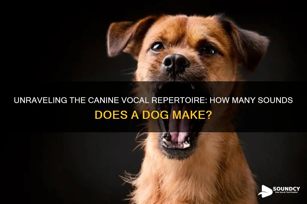 how many sounds are in dog