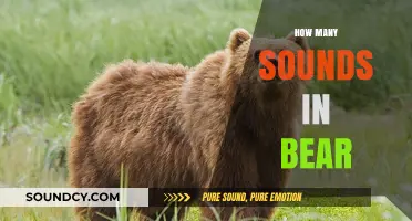 Unraveling the Phonetic Mystery: How Many Sounds Are in 'Bear'?