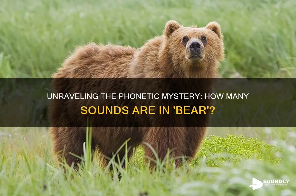 how many sounds in bear
