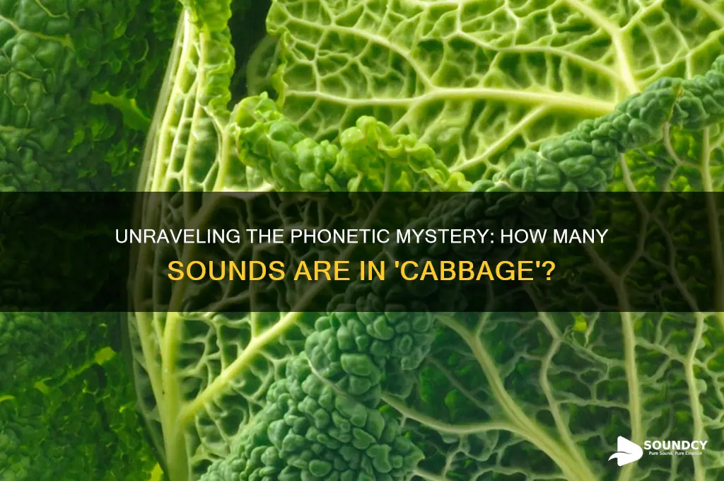 how many sounds in cabbage