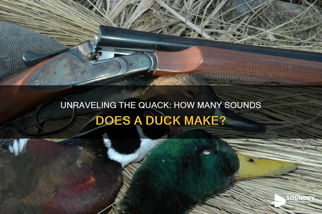 how many sounds in duck