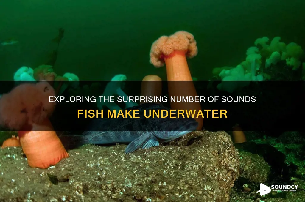 how many sounds in fish