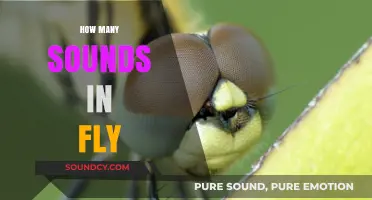 Unraveling the Surprising Number of Sounds in the Word 'Fly