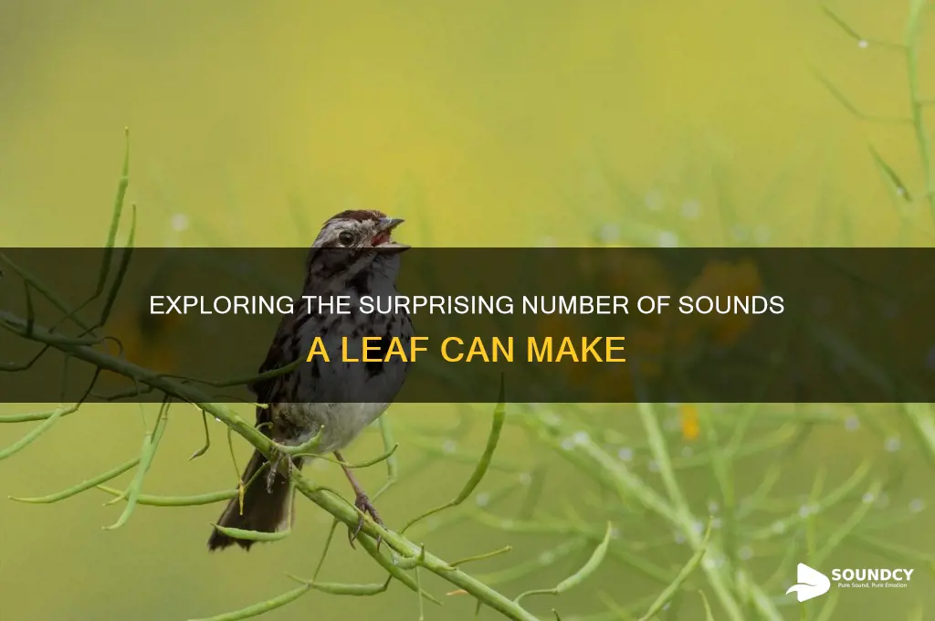 how many sounds in leaf