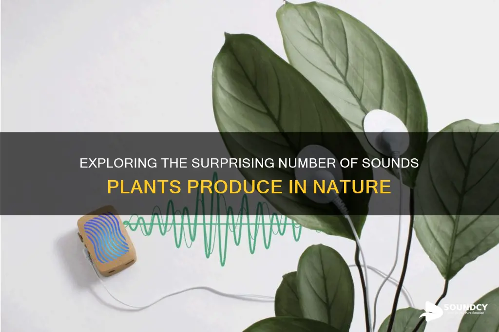 how many sounds in plant
