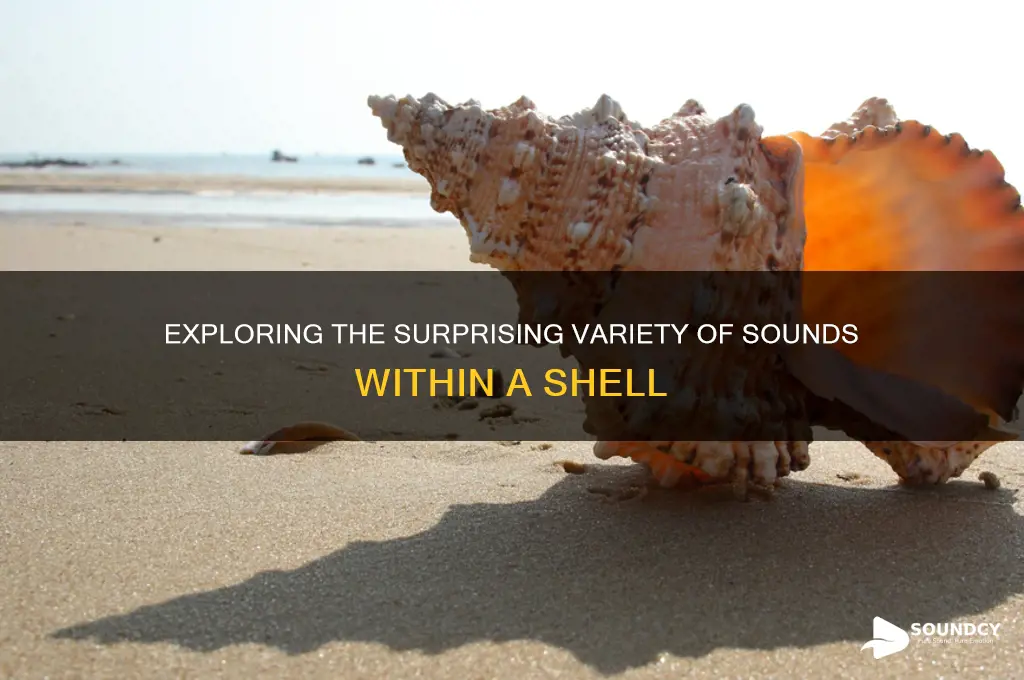 how many sounds in shell