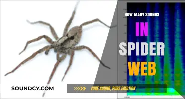 Unraveling the Acoustic Mystery: Sounds Within a Spider's Web