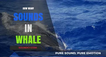 Exploring the Complex Vocalizations: How Many Sounds Do Whales Make?