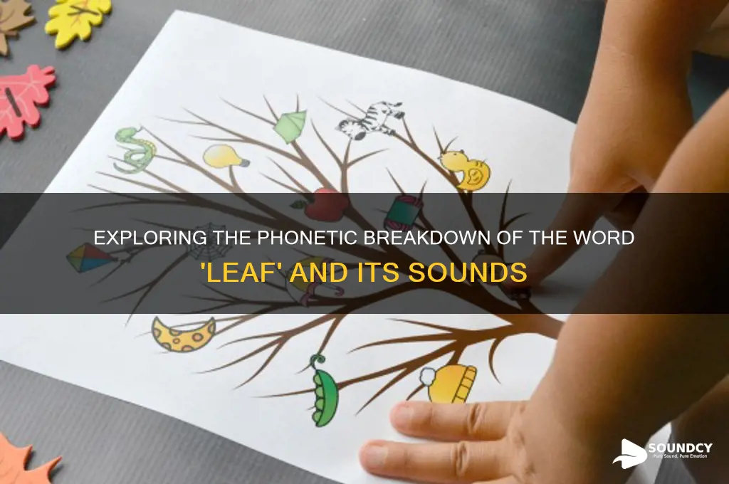 how many sounds in word leaf