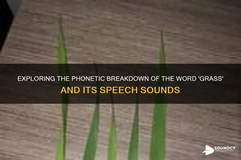 how many speech sounds are in the word grass