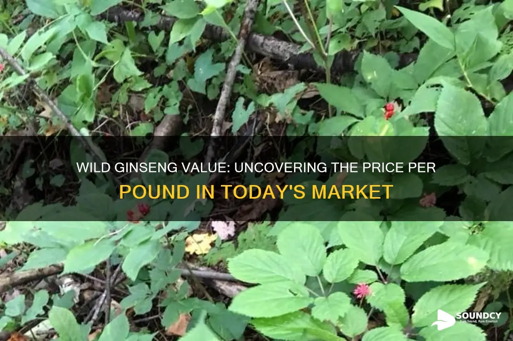 how much does wild ginseng sound for a pound