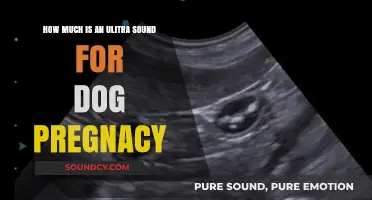 Understanding Ultrasound Costs for Dog Pregnancy: A Comprehensive Guide
