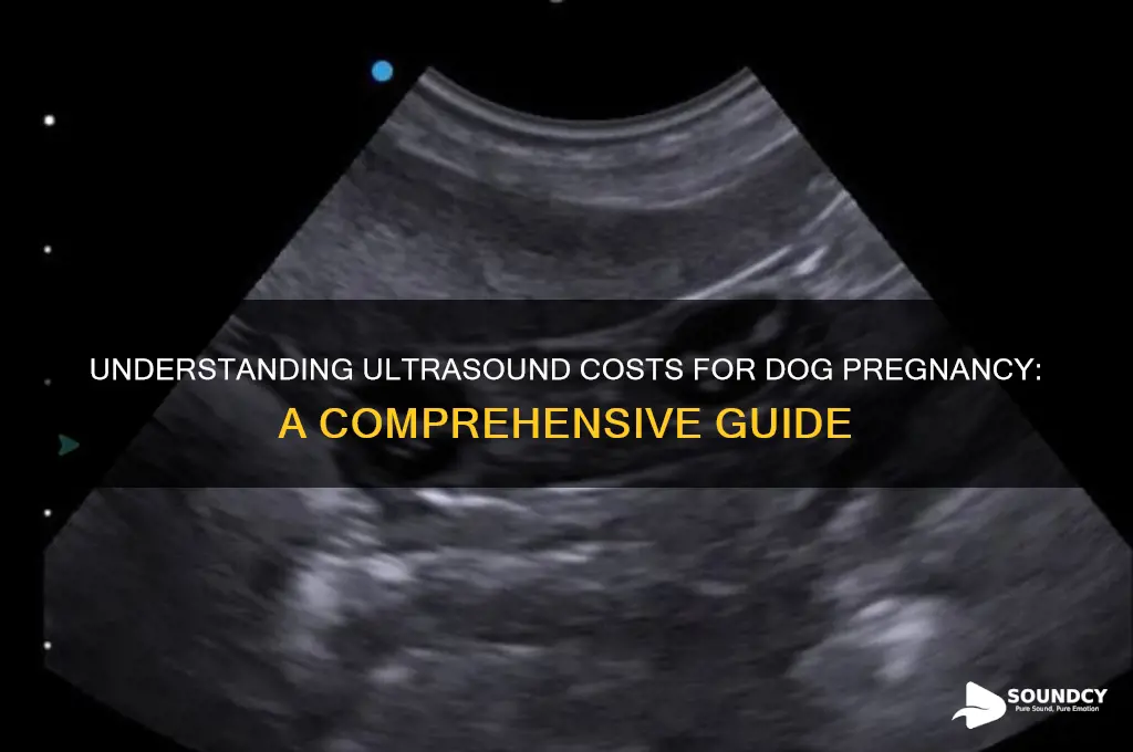 how much is an ulitra sound for dog pregnacy