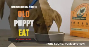 How Much Food Should a 7-Month-Old Puppy Consume Daily?