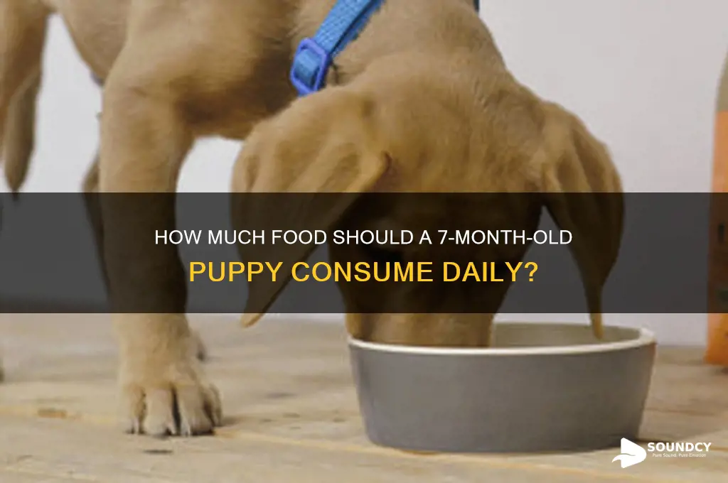 how much sound a 7 month old puppy eat