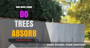 How Trees Naturally Absorb Sound: Exploring Their Acoustic Benefits