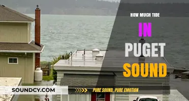 Understanding Puget Sound's Tidal Patterns and Their Impact on Local Life