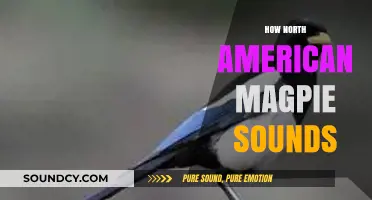 Exploring the Unique Vocalizations of North American Magpies: Sounds and Calls