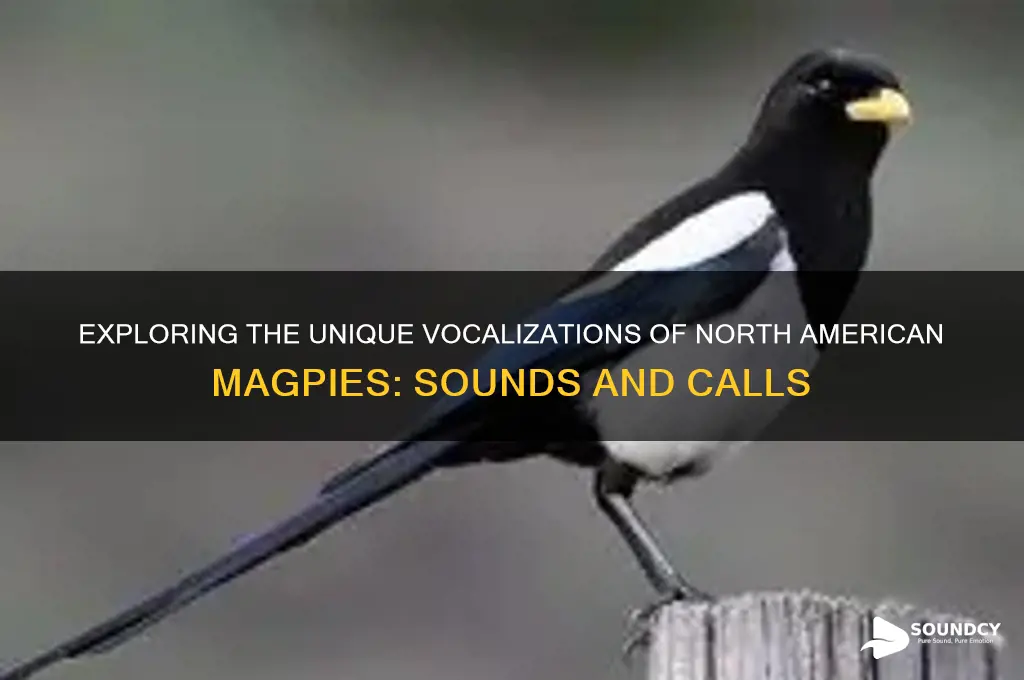 how north american magpie sounds