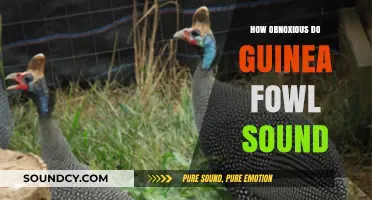 Guinea Fowl Noise: Unbearably Loud or Just Annoying?