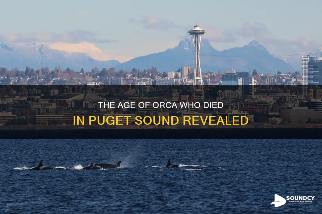how old was orca that died in puget sound
