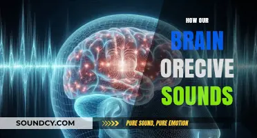 Unraveling the Mysteries: How Our Brain Processes and Perceives Sounds