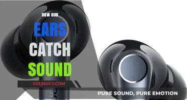How Our Ears Capture Sound: The Science Behind Hearing