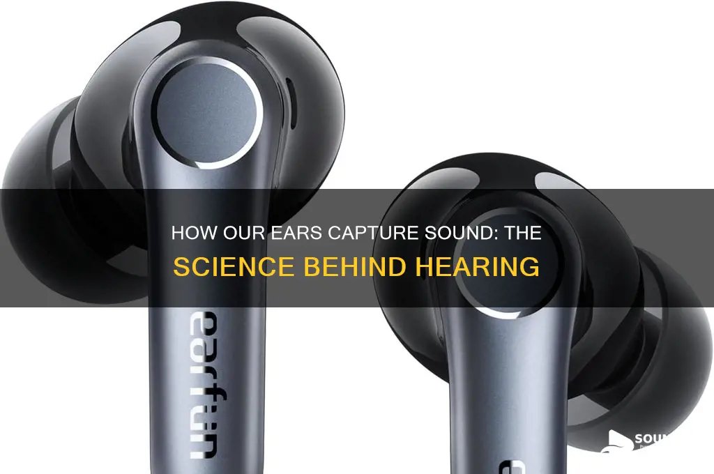 how our ears catch sound