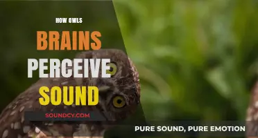Unveiling the Sonic Secrets: How Owls' Brains Decode Sound