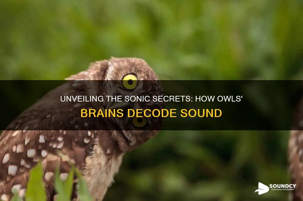 how owls brains perceive sound