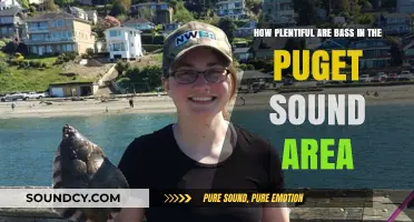 Bass Bounty in Puget Sound: Exploring Abundance and Fishing Opportunities