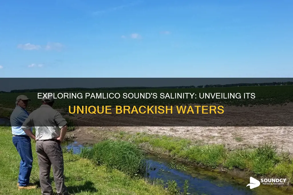 how salty is the pamlico sound