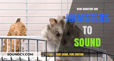 Hamster Hearing Sensitivity: Understanding Their Response to Sounds