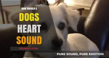 Understanding Your Dog's Heart: What Normal Sounds Should You Hear?