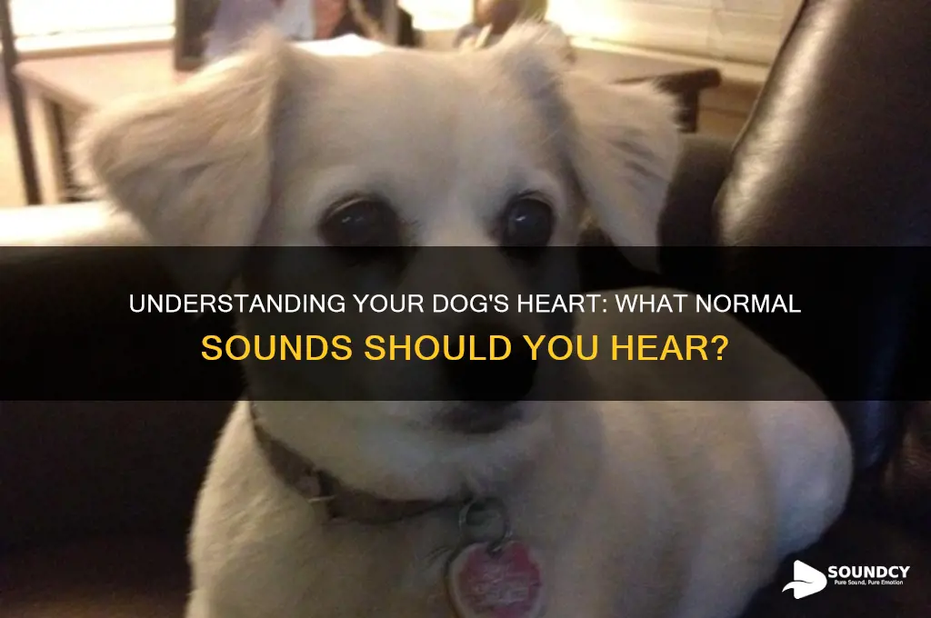 how should a dogs heart sound
