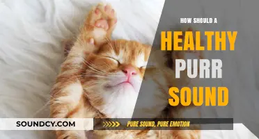 Decoding the Perfect Purr: What a Healthy Cat's Purr Should Sound Like