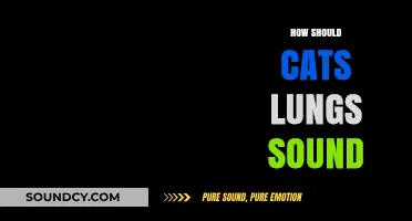 Understanding Healthy Cat Lung Sounds: What to Listen For