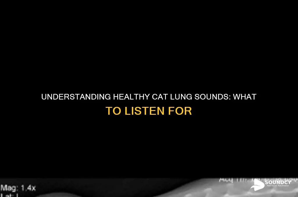 how should cats lungs sound
