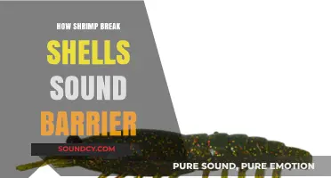 Shrimp's Sonic Secret: Cracking the Shell's Sound Barrier Mystery