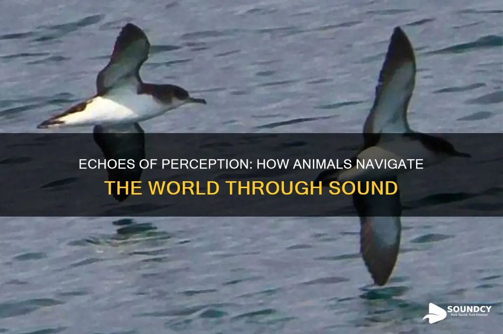 how some animals see with sound