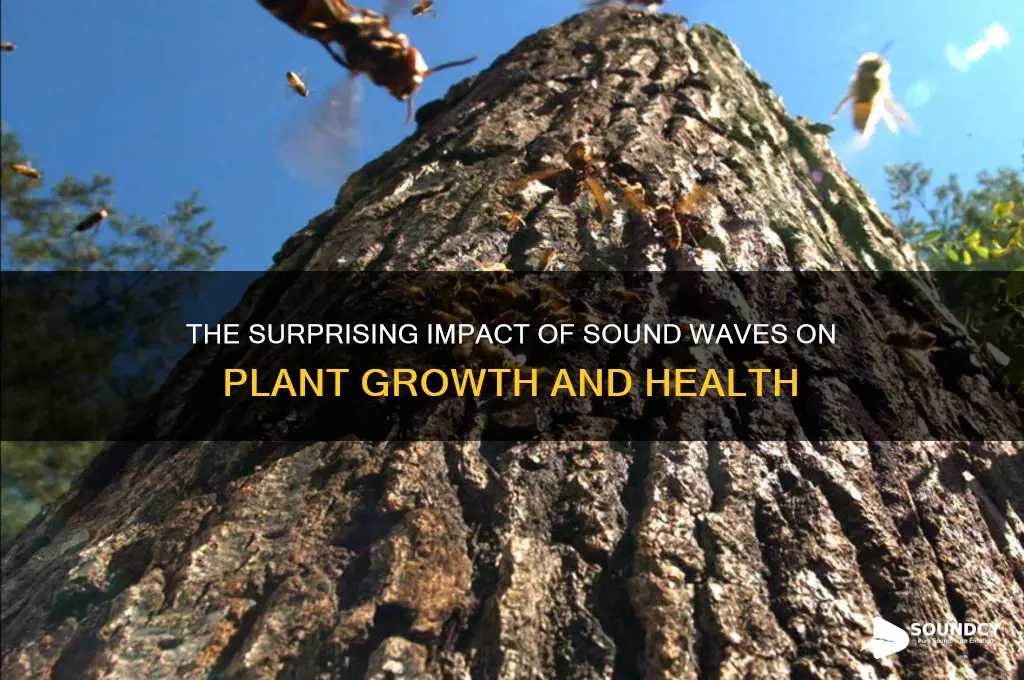 how sound affect plant growth