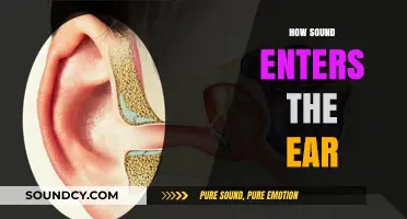 Understanding the Journey: How Sound Waves Travel into the Ear