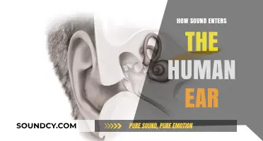 Unveiling the Journey: How Sound Waves Enter the Human Ear