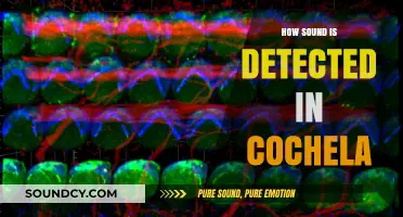 Unveiling Cochlea's Secrets: How Sound Detection Works in the Inner Ear