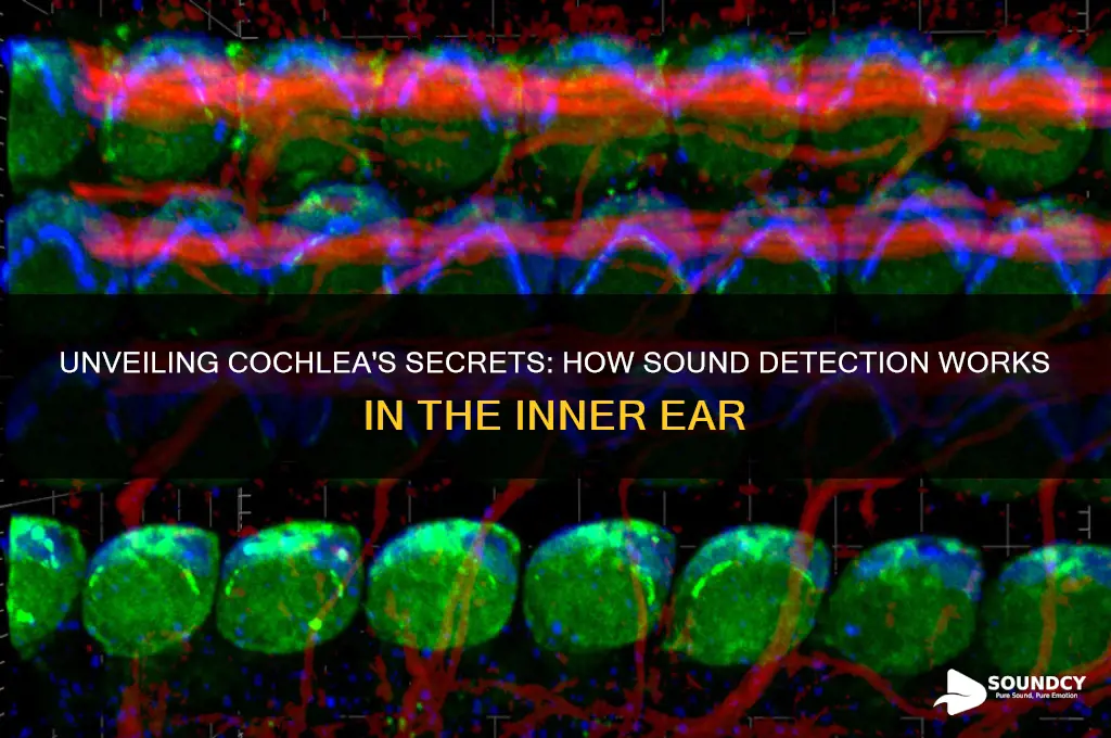 how sound is detected in cochela