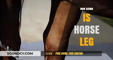 Evaluating Horse Leg Soundness: Essential Tips for Healthy Equine Movement
